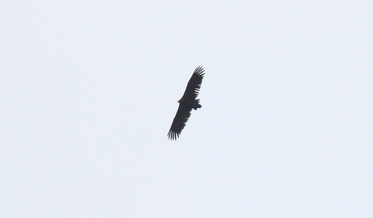 Cinereous Vulture - ML243476961