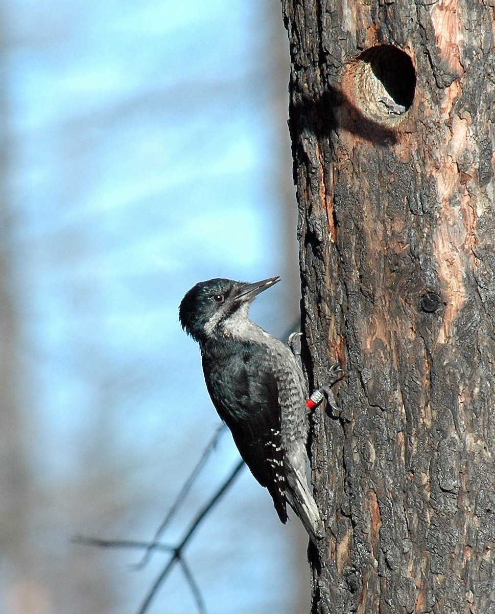 Black-backed Woodpecker - Bob Martinka