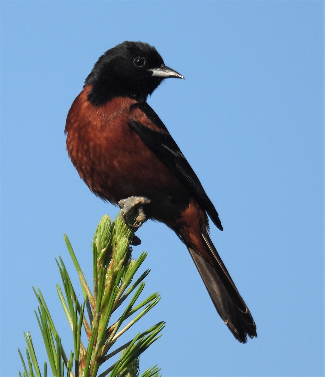 Orchard Oriole - ML243479621