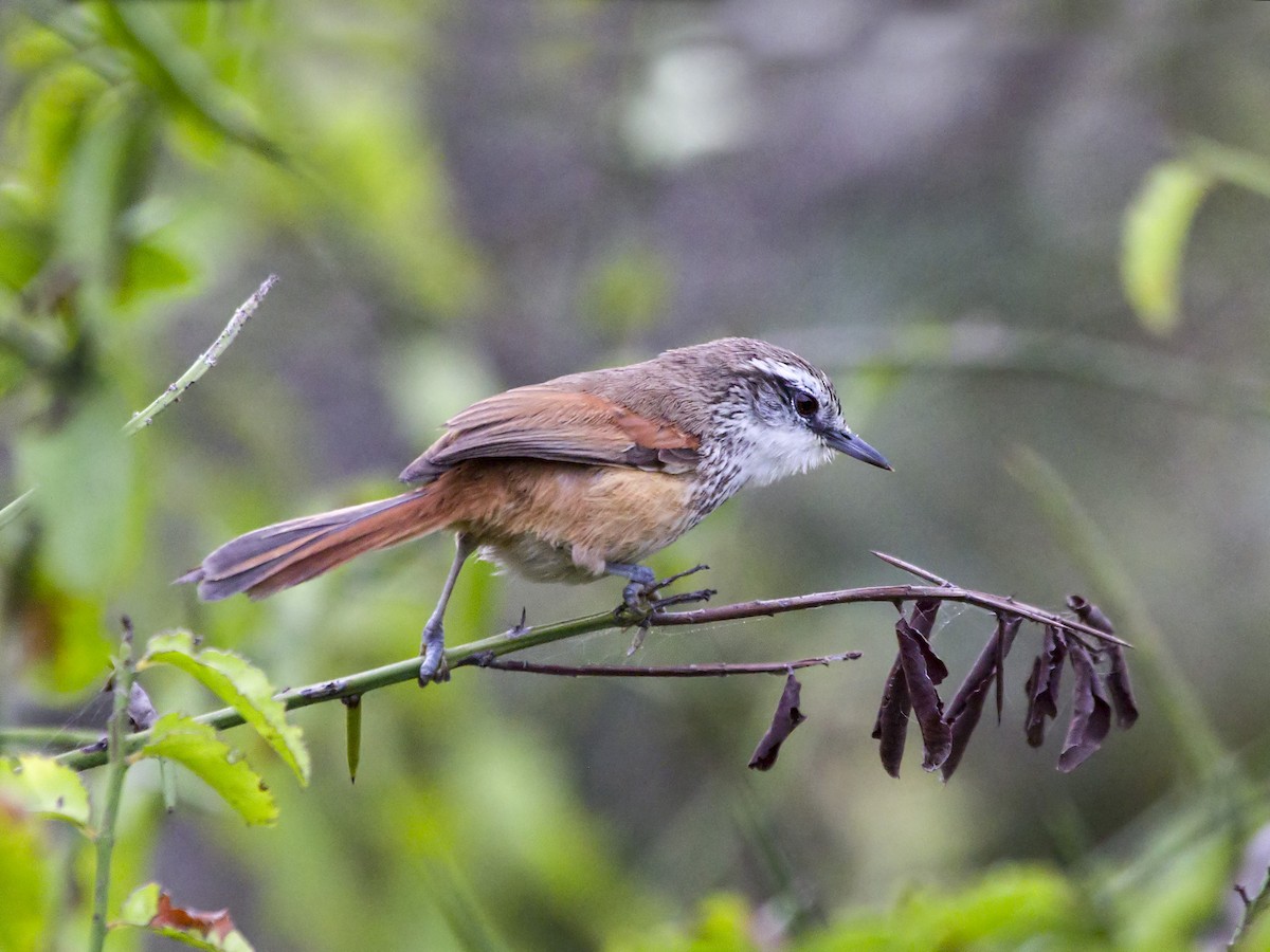 Necklaced Spinetail - ML243484001