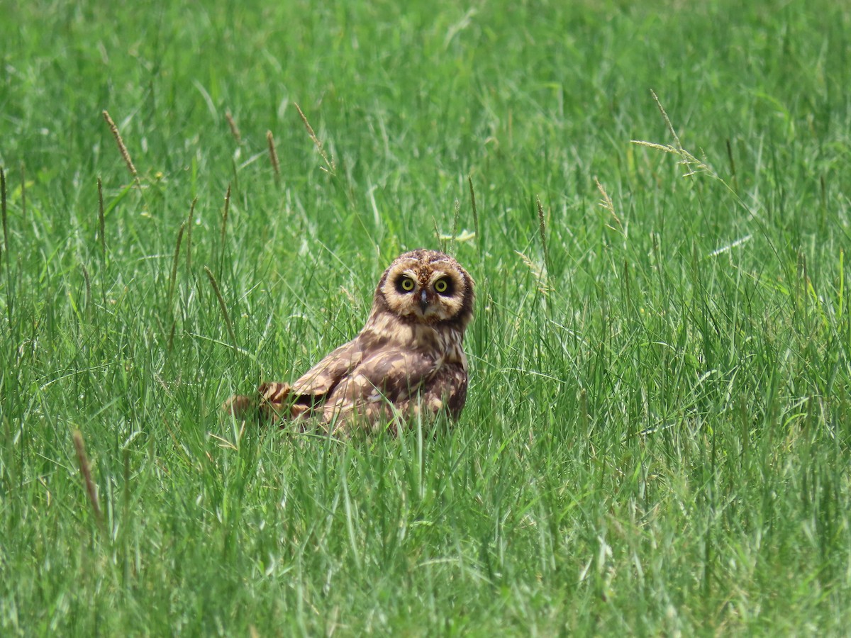 Short-eared Owl (Antillean) - ML243485371