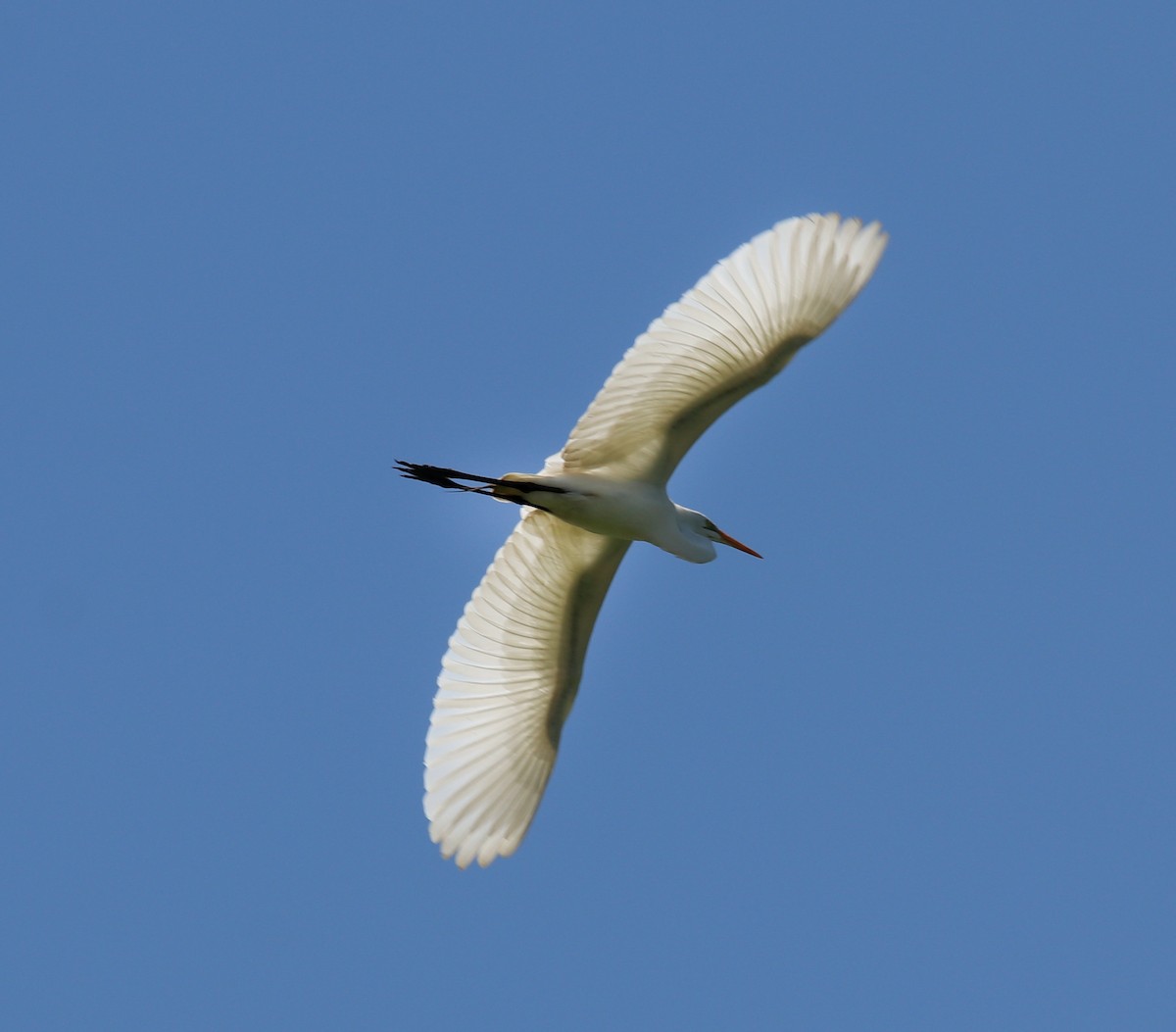Great Egret (American) - ML243485481