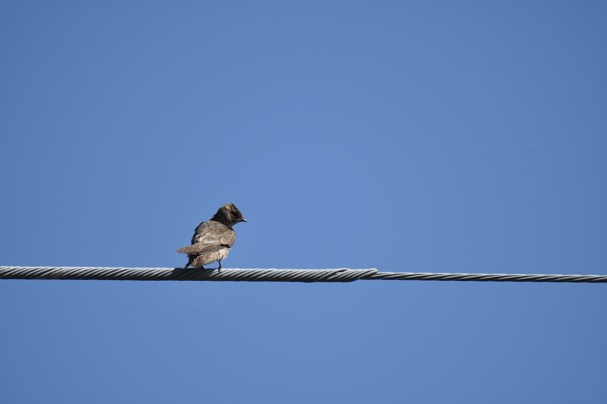 Northern Rough-winged Swallow - ML243486001
