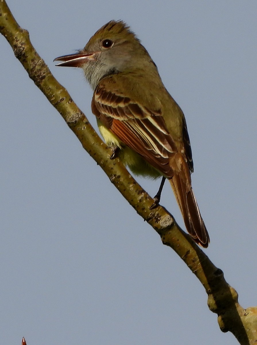Great Crested Flycatcher - ML243486141