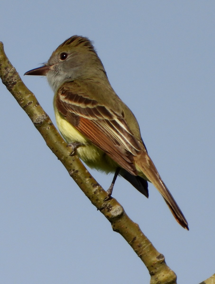 Great Crested Flycatcher - ML243486171