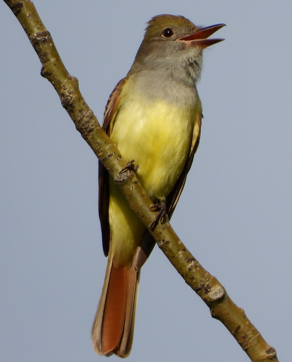 Great Crested Flycatcher - ML243486211