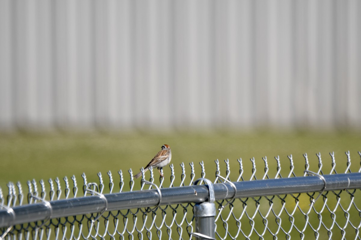 Chipping Sparrow - ML243486521