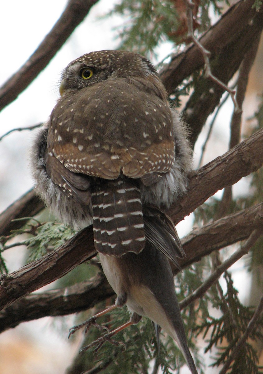 Northern Pygmy-Owl - KAS trips