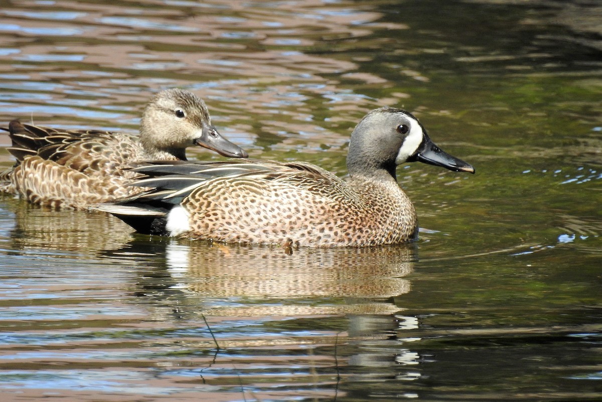 Blue-winged Teal - ML243494521