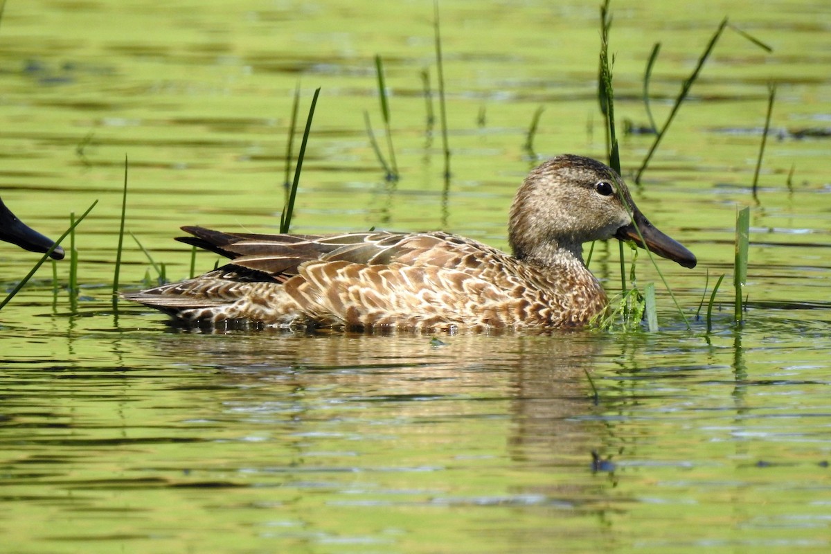 Blue-winged Teal - ML243494571