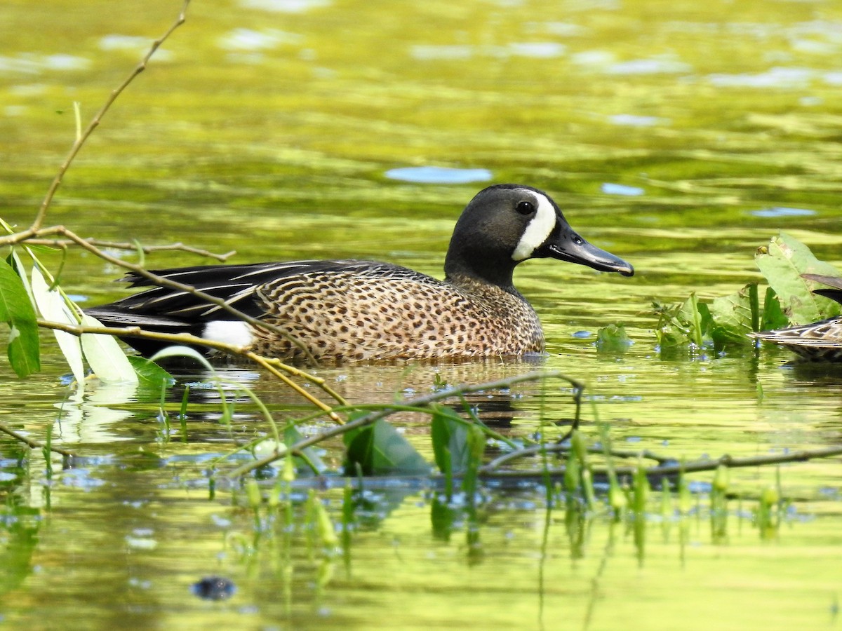 Blue-winged Teal - ML243494671