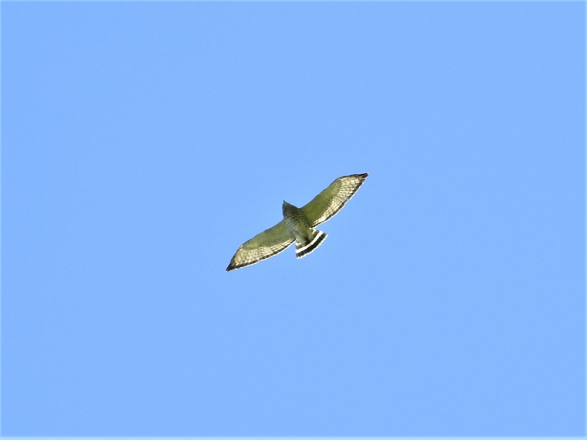 Broad-winged Hawk - S. K.  Jones