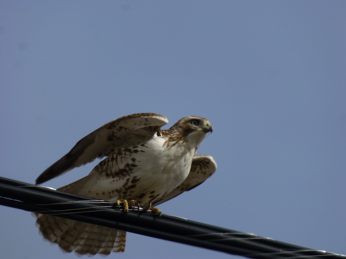 Red-tailed Hawk - Teresa Clare