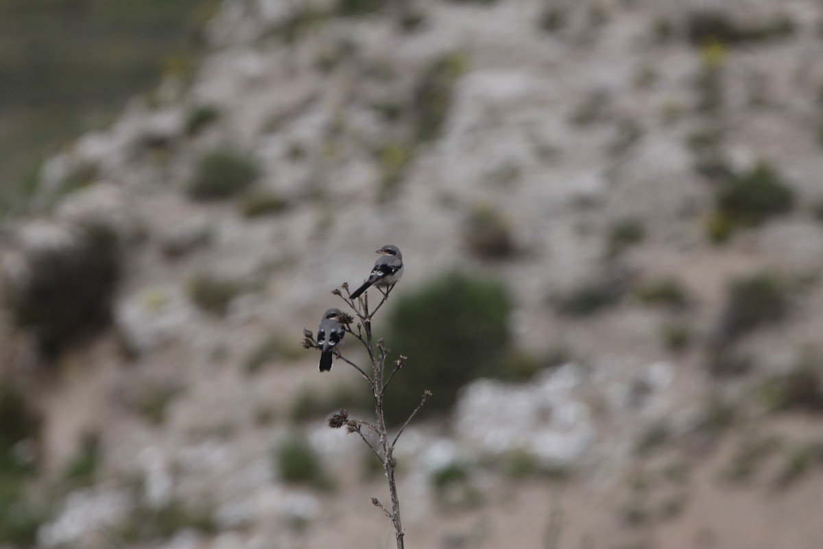 Iberian Gray Shrike - ML243506631