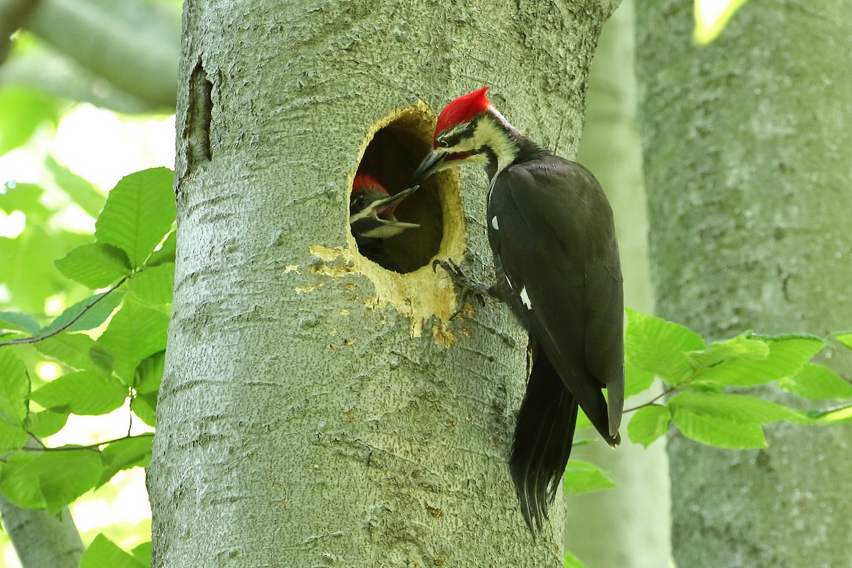 Pileated Woodpecker - ML243509411