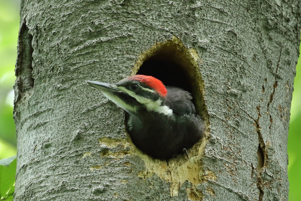 Pileated Woodpecker - ML243509461