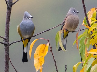  - Gray Silky-flycatcher