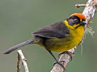  - Bolivian Brushfinch