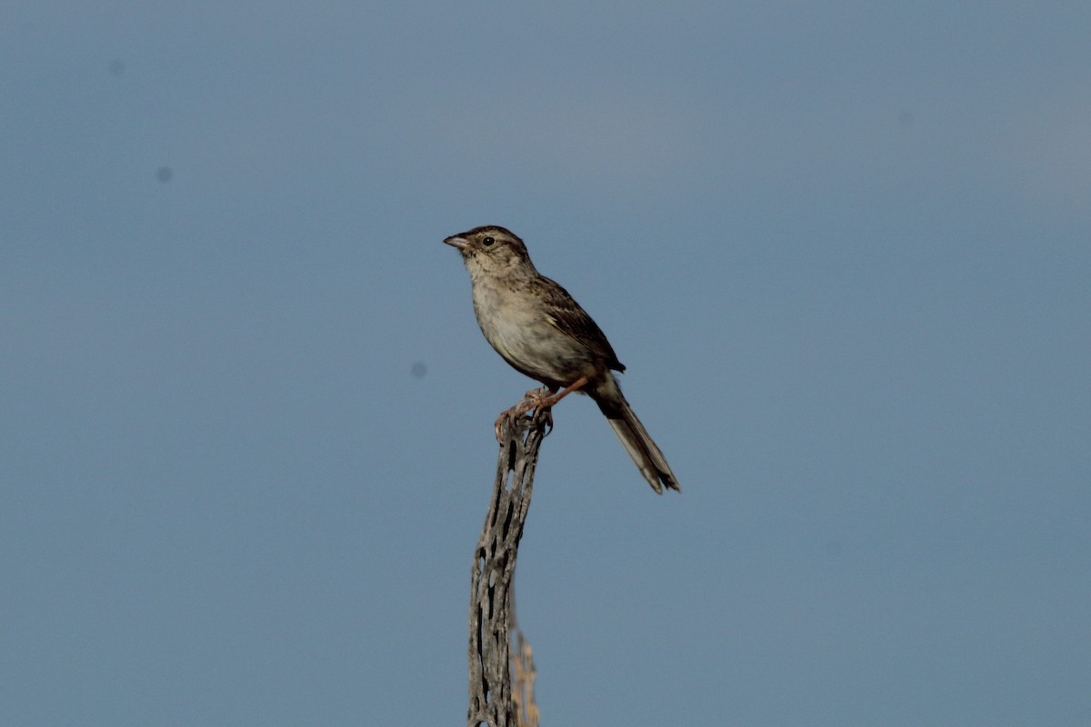 Cassin's Sparrow - ML243517211