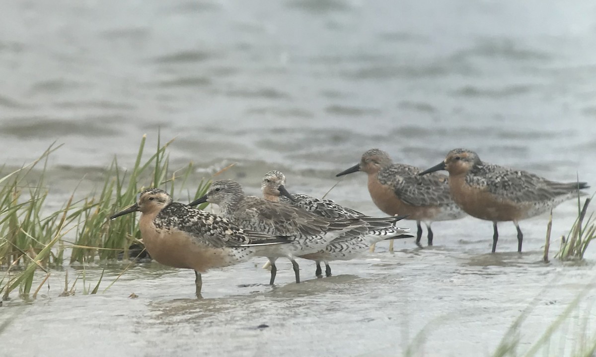 Red Knot - ML243518601