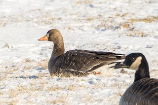 Greater White-fronted Goose, ML24351981