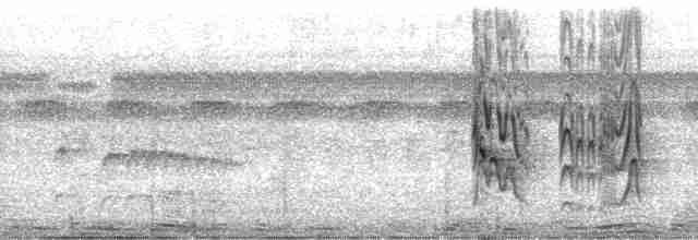Pabuç Gagalı Tiran (pitangua) - ML24352