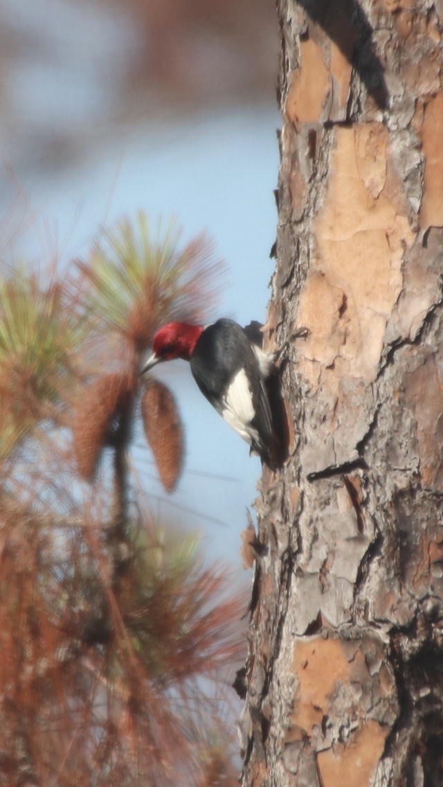 Red-headed Woodpecker - Ken Thayer
