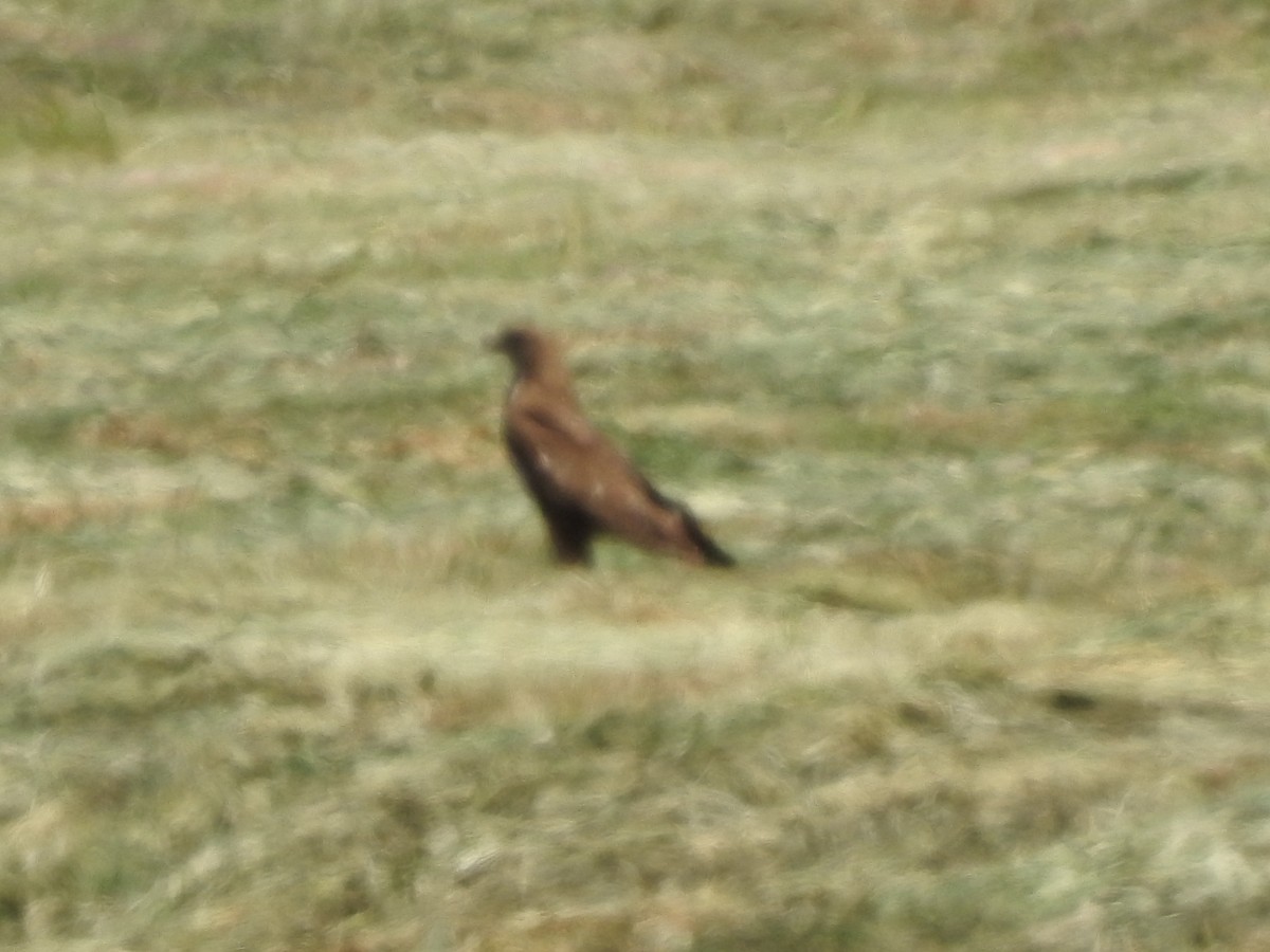 Lesser Spotted Eagle - ML243522021