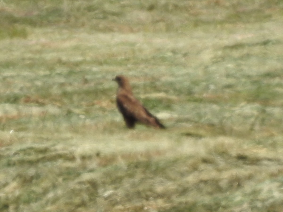 Lesser Spotted Eagle - ML243522031