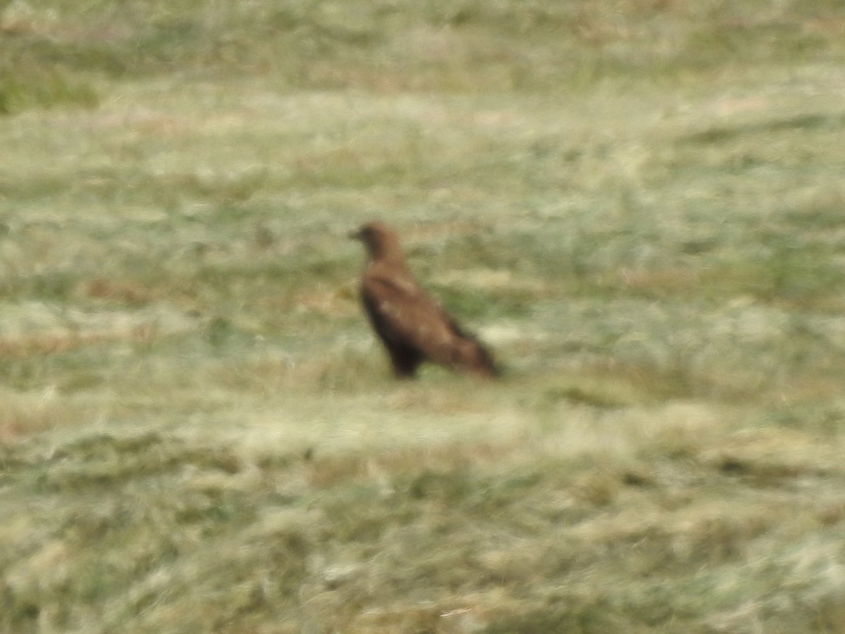 Lesser Spotted Eagle - ML243522061