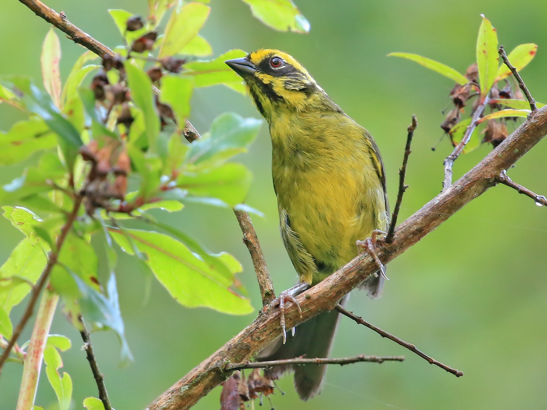 Yellow-striped Brushfinch - Phillip Edwards