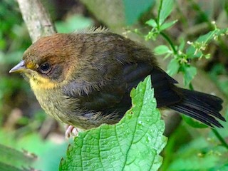 Молодая птица - Nollie Marissen - ML243524331