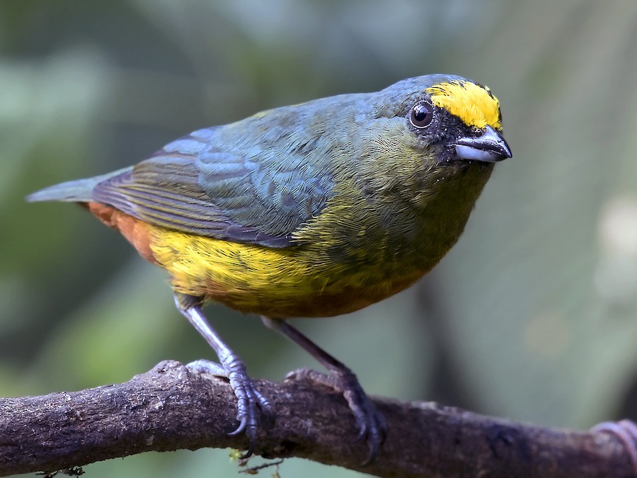 Olive-backed Euphonia - eBird