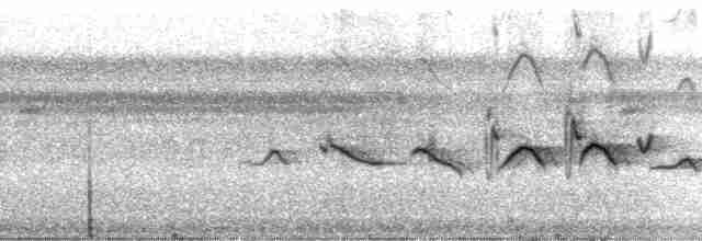 Kestane Karınlı Koca Tohumcul - ML24353