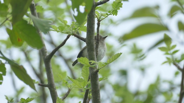 Pearly-vented Tody-Tyrant - ML243530691