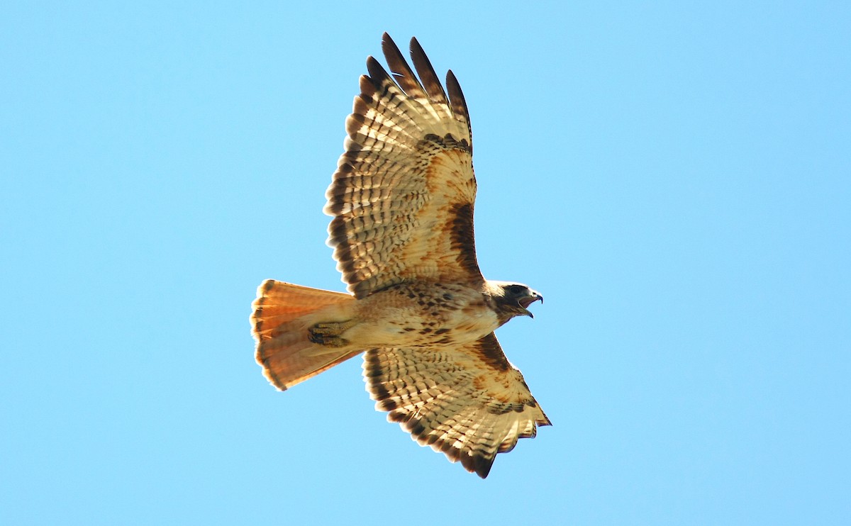Red-tailed Hawk - ML243531571