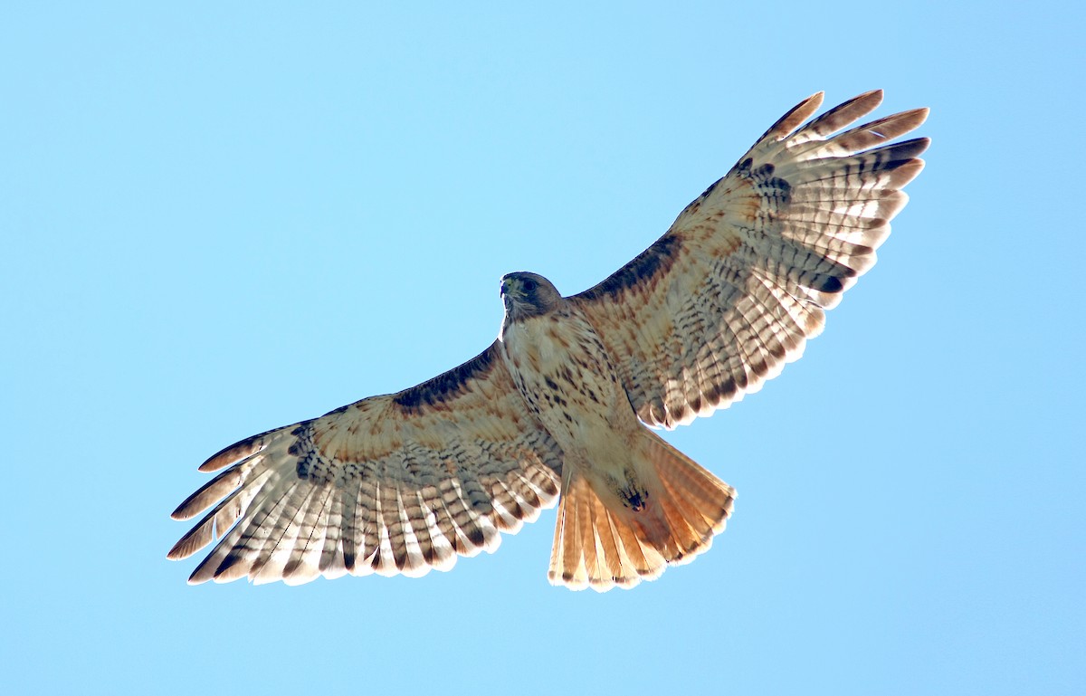 Red-tailed Hawk - ML243531601