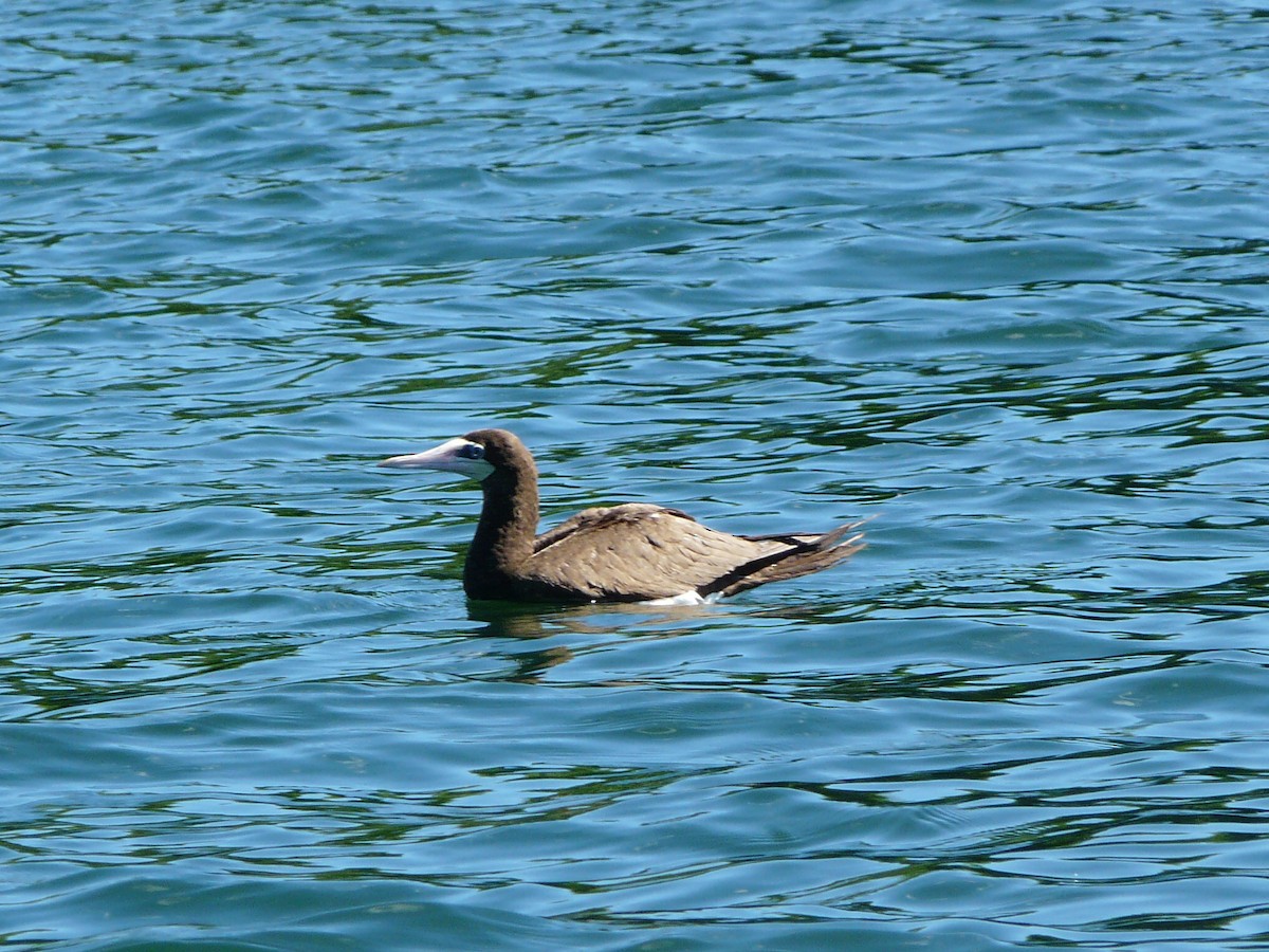 Brown Booby - Anonymous