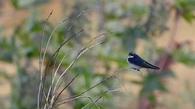 Pearl-breasted Swallow - ML243532181