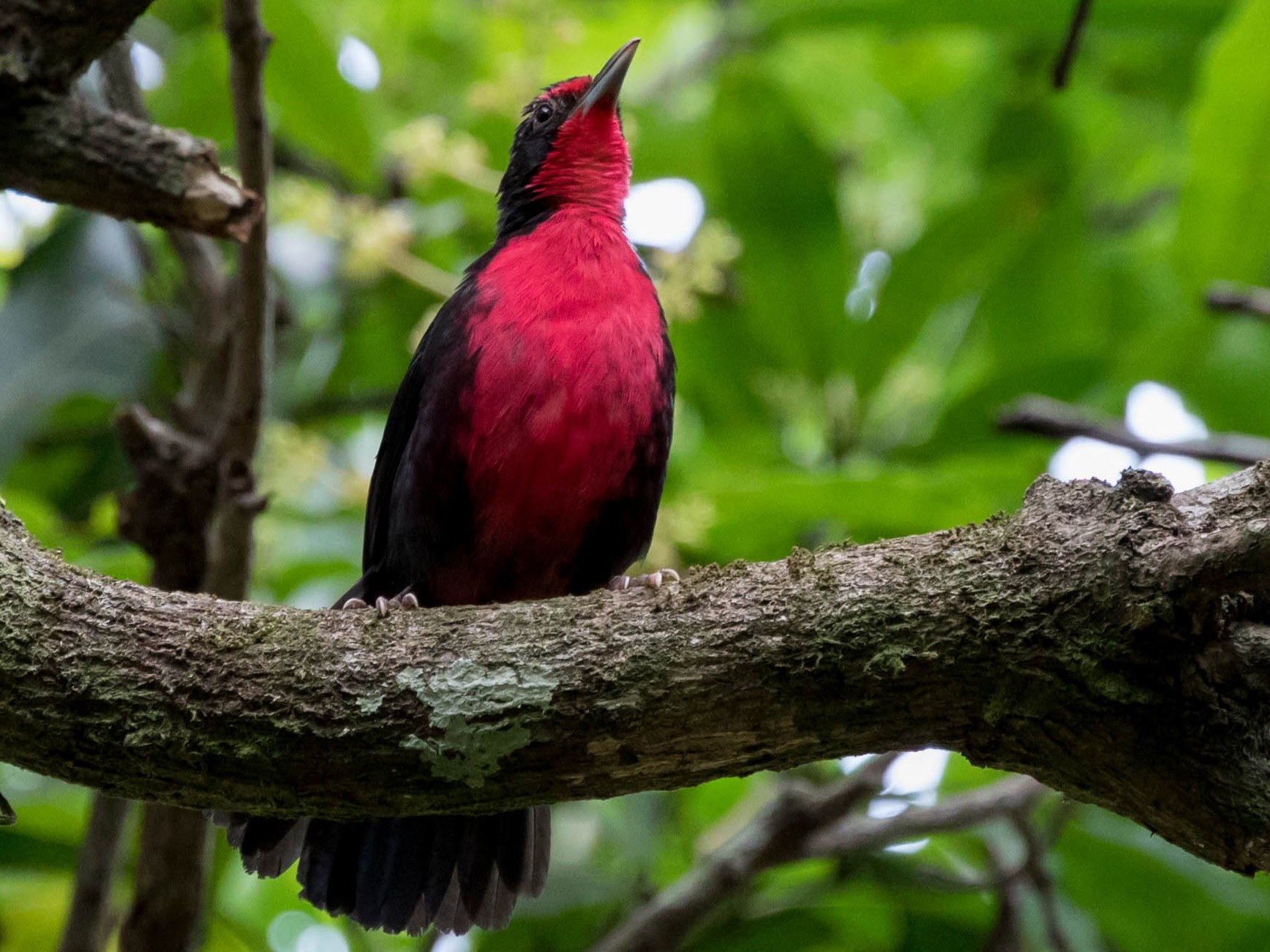 Rosy Thrush-Tanager - eBird