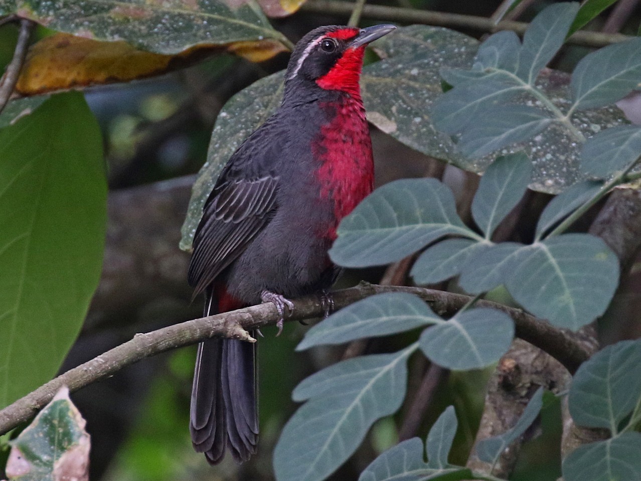Rosy Thrush-Tanager - Laval Roy
