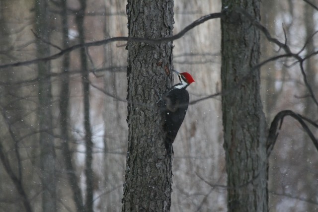 Pileated Woodpecker - Gwen Shevchik