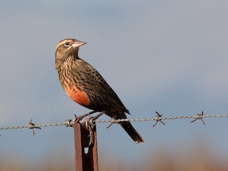 雌成鳥 - Diego Oscar / Sandpiper Birding & Tours - ML243535971