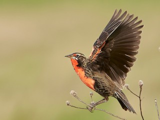 雄成鳥 - Agustín Esmoris / Birding Puerto Madryn Tours - ML243536011