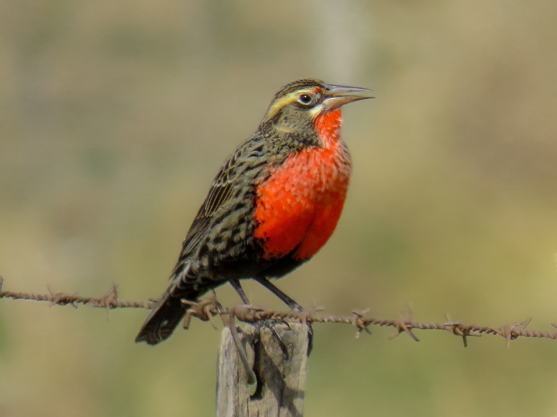 Pampas Meadowlark eBird