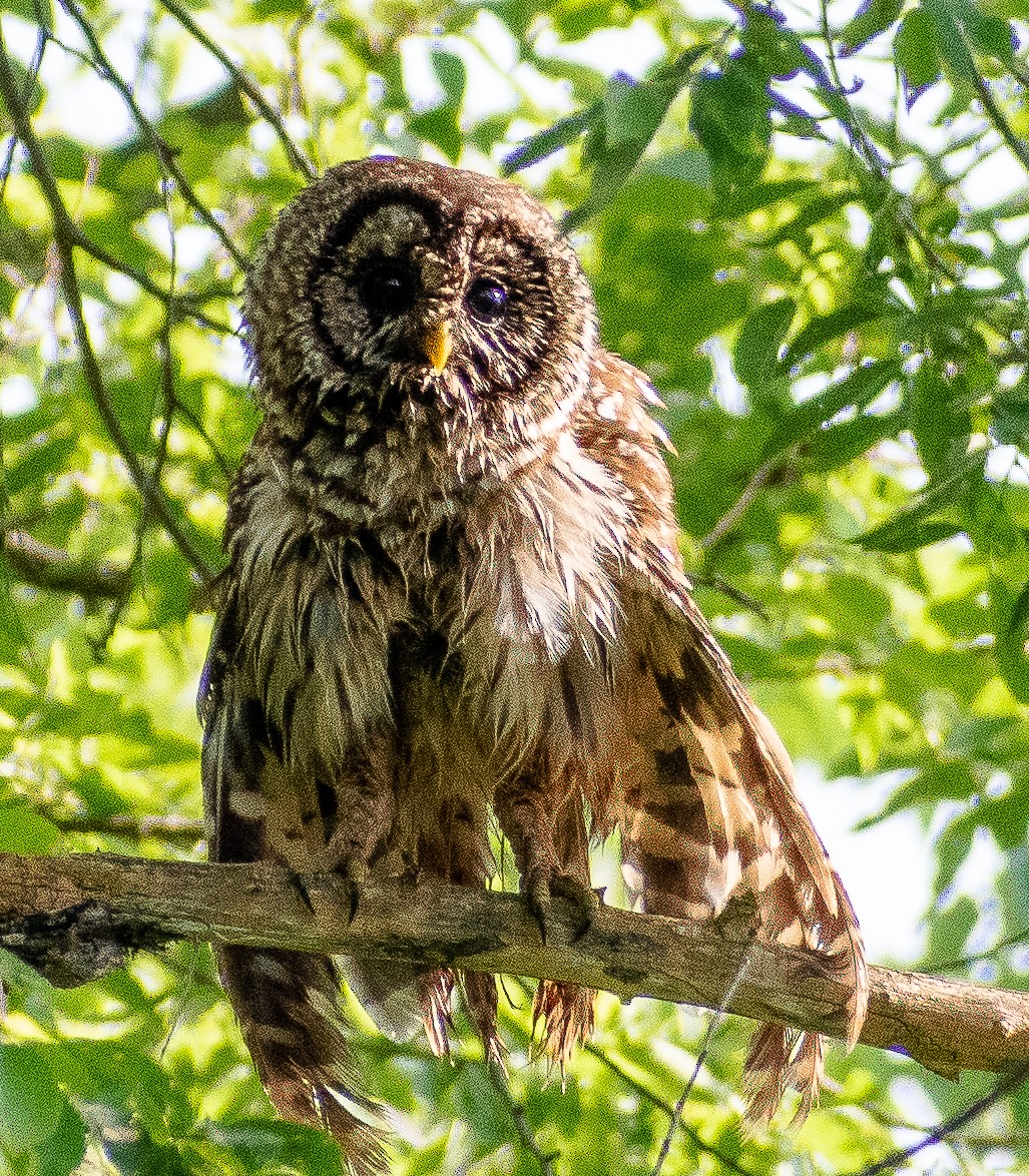 Barred Owl - ML243536201