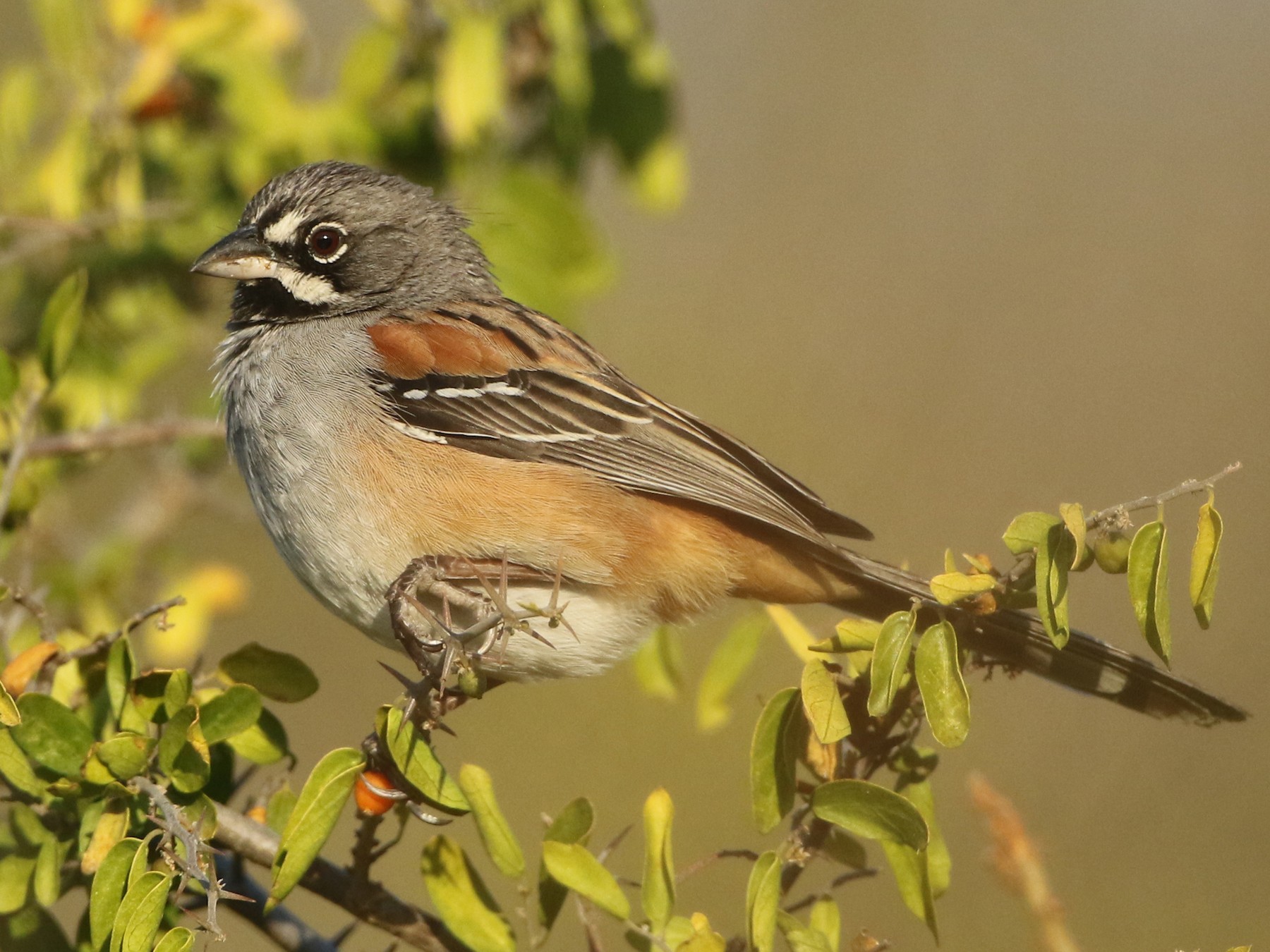 Bridled Sparrow - Luke Seitz