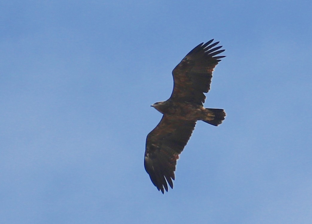 Lesser Spotted Eagle - Кирило  Горшков