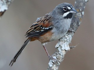 - Bridled Sparrow