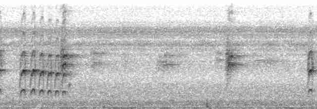 Dunkelbrust-Dickichtschlüpfer - ML24354